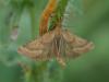 Synaphe punctalis